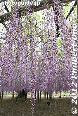 The wisteria strands can be as long as 1.8 meters.
Keywords: tochigi ashikaga flower park wisteria flowers garden