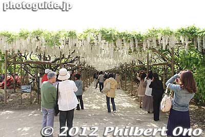 Tunnel of White Wisteria. 
Keywords: tochigi ashikaga flower park wisteria flowers garden