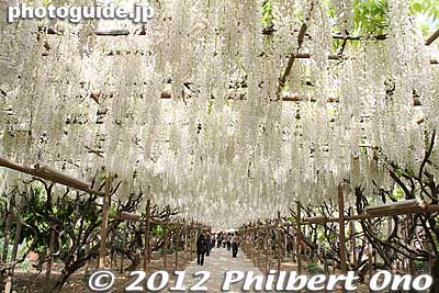 Tunnel of White Wisteria is one of a kind in the world at Ashikaga Flower Park.
Keywords: tochigi ashikaga flower park wisteria flowers garden japanflower