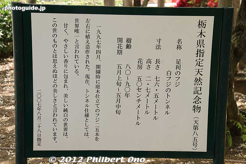 About the Tunnel of White Wisteria. 
Keywords: tochigi ashikaga flower park wisteria flowers garden