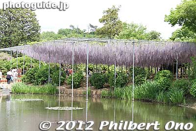 Yae-fuji wisteria
Keywords: tochigi ashikaga flower park wisteria flowers garden
