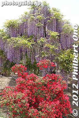 Wisteria and azalea
Keywords: tochigi ashikaga flower park wisteria flowers garden