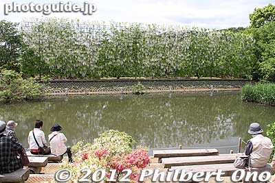 Another massive flower display is this White Wisteria Waterfall. 白藤の滝
Keywords: tochigi ashikaga flower park wisteria flowers garden