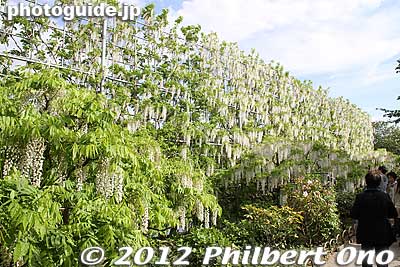 The other side of the White Wisteria Waterfall is also a sight to behold. 白藤の滝
Keywords: tochigi ashikaga flower park wisteria flowers garden