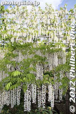 White Wisteria Waterfall. 白藤の滝
Keywords: tochigi ashikaga flower park wisteria japanflower garden