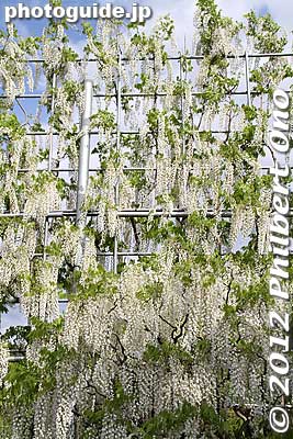 Keywords: tochigi ashikaga flower park wisteria flowers garden