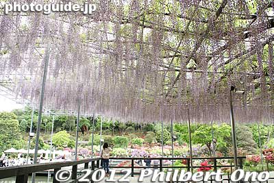 Keywords: tochigi ashikaga flower park wisteria flowers garden