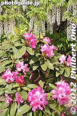 Keywords: tochigi ashikaga flower park wisteria flowers garden azala