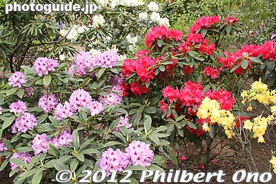 Rhododendron
Keywords: tochigi ashikaga flower park wisteria flowers garden rhododendron