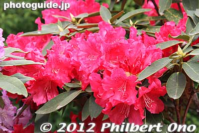 Rhododendron
Keywords: tochigi ashikaga flower park wisteria flowers garden rhododendron