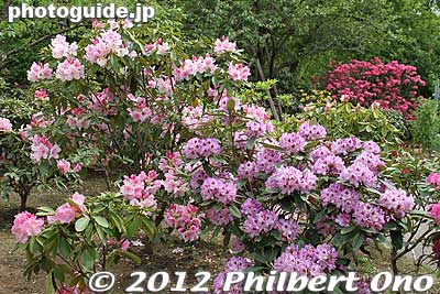 Keywords: tochigi ashikaga flower park wisteria flowers garden rhododendron