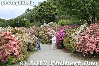 Path of azalea.
Keywords: tochigi ashikaga flower park wisteria flowers garden azalea