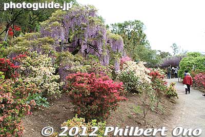 Keywords: tochigi ashikaga flower park wisteria flowers garden azalea