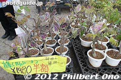 Purple wisteria which finished blooming is sold for half price.
Keywords: tochigi ashikaga flower park wisteria flowers garden