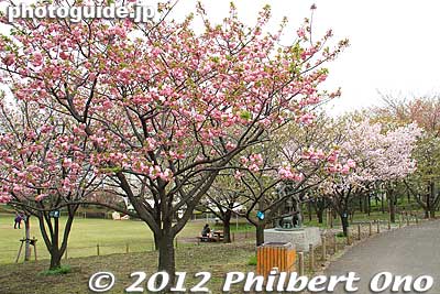 This area of the park has many varieties of cherry trees from America.
Keywords: Tokyo Adachi-ku Toshi Nogyo koen Park goshiki sakura cherry blossoms matsuri festival flowers