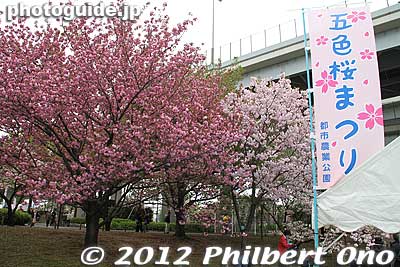 The cherry trees in this park bloom later than the popular Somei Yoshino variety.
Keywords: Tokyo Adachi-ku Toshi Nogyo koen Park goshiki sakura cherry blossoms matsuri festival flowers