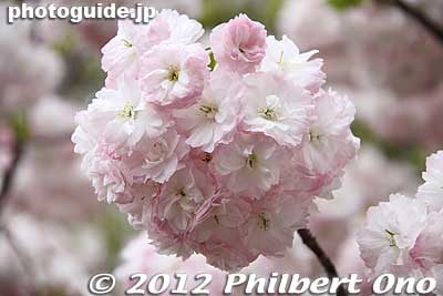 Keywords: Tokyo Adachi-ku Toshi Nogyo koen Park goshiki sakura cherry blossoms matsuri festival flowers japanflower