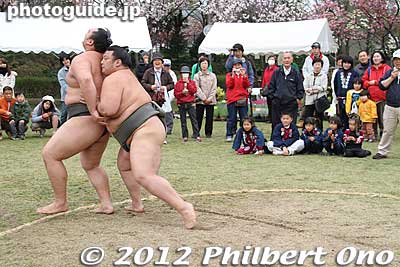 Keywords: Tokyo Adachi-ku Toshi Nogyo koen Park goshiki sakura cherry blossoms matsuri festival flowers sumo wrestlers