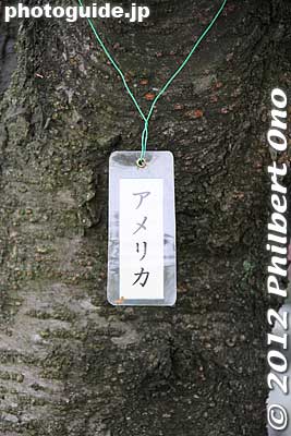 "America" tree tag.
Keywords: Tokyo Adachi-ku Toshi Nogyo koen Park sakura cherry blossoms centennial flowers us-japan