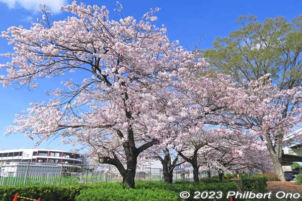 "America" Somei-Yoshino cherry trees from America at the park when in bloom. They are planted for a few hundred meters along Shin-Shibakawa River behind the Visitors Center. This was in late March.
Keywords: Tokyo Adachi-ku Toshi Nogyo koen Park sakura cherry blossoms