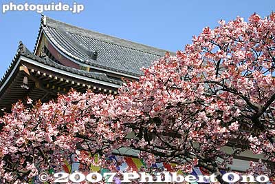 Winter-flowering cherry blossoms
Keywords: tokyo adachi-ku ward nishi-arai daishi temple shingon sect Buddhist temple