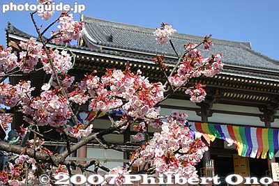 Winter-flowering cherry blossoms and Dai-Hondo Hall
Keywords: tokyo adachi-ku ward nishi-arai daishi temple shingon sect Buddhist temple  flowers sakura