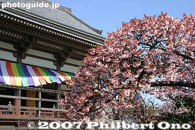 Keywords: tokyo adachi-ku ward nishi-arai daishi temple shingon sect Buddhist temple flowers sakura