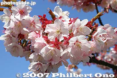 Winter-flowering cherry blossoms, Nishi-Arai Daishi, Tokyo 寒桜
Keywords: tokyo adachi-ku ward nishi-arai daishi temple shingon sect Buddhist temple japanflower  flowers sakura