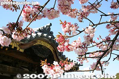 Winter-flowering cherry blossoms 寒桜
Keywords: tokyo adachi-ku ward nishi-arai daishi temple shingon sect Buddhist temple flowers