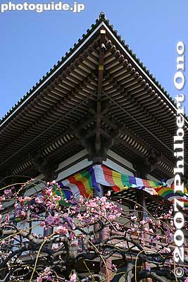 Ume plum blossoms
Keywords: tokyo adachi-ku ward nishi-arai daishi temple shingon sect Buddhist temple flowers