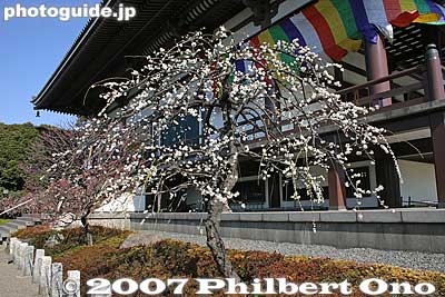 White plum blossoms
Keywords: tokyo adachi-ku ward nishi-arai daishi temple shingon sect Buddhist temple flowers