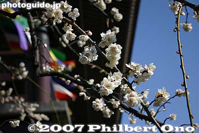 White plum blossoms 白梅
Keywords: tokyo adachi-ku ward nishi-arai daishi temple shingon sect Buddhist temple flowers