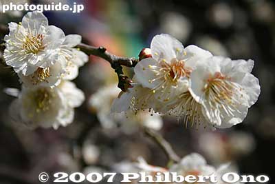 White plum blossoms 白梅
Keywords: tokyo adachi-ku ward nishi-arai daishi temple shingon sect Buddhist temple flowers