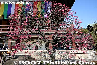 Red plum blossoms
Keywords: tokyo adachi-ku ward nishi-arai daishi temple shingon sect Buddhist temple flowers