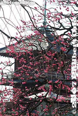 Red plum blossoms and pagoda
Keywords: tokyo adachi-ku ward nishi-arai daishi temple shingon sect Buddhist temple flowers