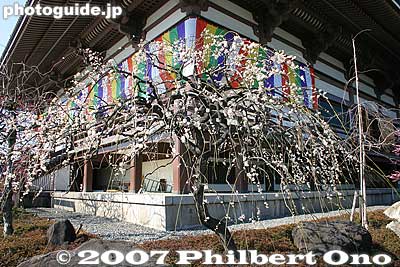 White plum blossoms
Keywords: tokyo adachi-ku ward nishi-arai daishi temple shingon sect Buddhist temple flowers ume