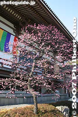 Keywords: tokyo adachi-ku ward nishi-arai daishi temple shingon sect Buddhist temple plum blossoms flower