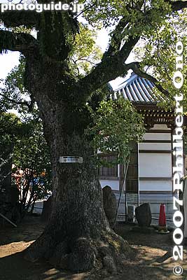 Keywords: tokyo adachi-ku ward nishi-arai daishi temple shingon sect Buddhist temple tree