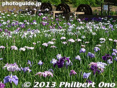 Waterwheels and irises.
Keywords: tokyo adachi shobunuma park irises flowers