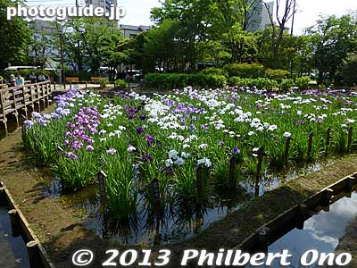 Keywords: tokyo adachi shobunuma park irises flowers