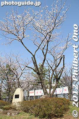 Reagan Sakura hasn't grown very well due to a lack of water. The tree is planted on small hill which is bad because the ground does not retain water very well. They had to cut off the withered branches. 
Keywords: tokyo adachi-ku toneri park sakura cherry blossoms flowers matsuri festival