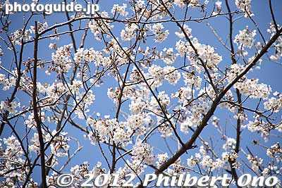 Nancy Reagan did not actually plant the sapling here.
Keywords: tokyo adachi-ku toneri park sakura cherry blossoms flowers matsuri festival