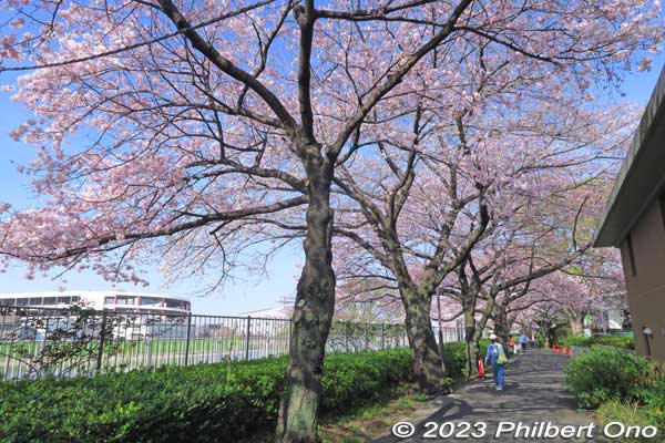 These Somei-Yoshino "America" cherry blossoms are right behind the park's Visitors' Center. The America trees stretch along Shin-Shibakawa River for a few hundred meters, one of the park's major cherry blossom clusters.
Keywords: Tokyo Adachi-ku Toshi Nogyo koen Adachi City Urban Agricultural Park America sakura cherry blossoms flowers