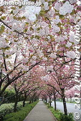 Keywords: Tokyo Adachi-ku Toshi Nogyo koen Agriculture Park goshiki sakura cherry blossoms flowers