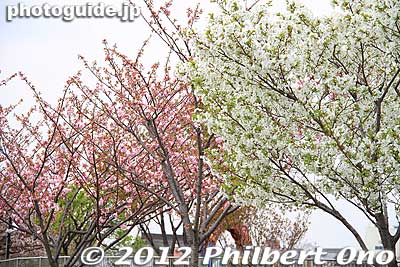 Keywords: Tokyo Adachi-ku Toshi Nogyo koen Park goshiki sakura cherry blossoms flowers