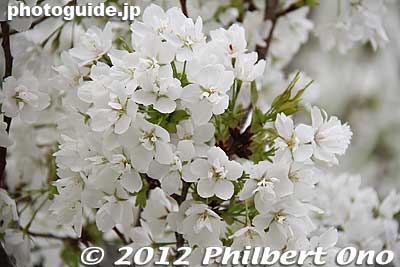 More cherry blossoms.
Keywords: Tokyo Adachi-ku Toshi Nogyo koen Park goshiki sakura cherry blossoms flowers
