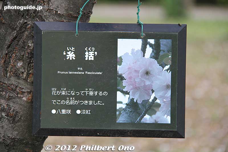 Keywords: Tokyo Adachi-ku Toshi Nogyo koen Park goshiki sakura cherry blossoms flowers