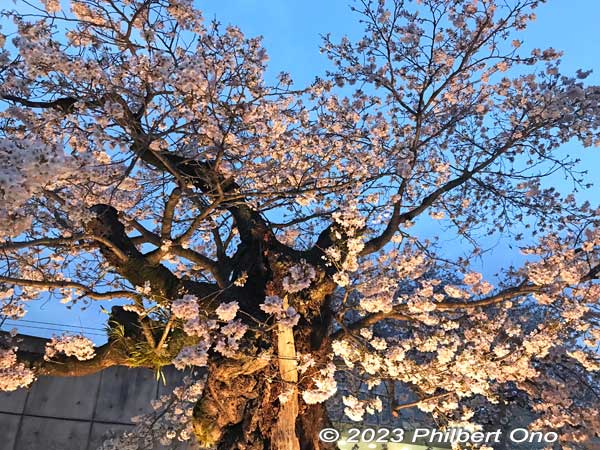 Sorry to see you go...
Keywords: Tokyo Akiruno Musashi-Masuko Yasubee sakura cherry blossoms