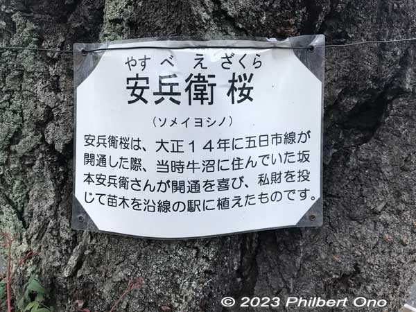 Tree trunk has this sign explaining its background about who planted it and when.
Keywords: Tokyo Akiruno Musashi-Masuko Yasubee sakura cherry blossoms