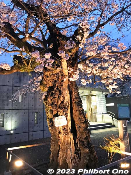 Keywords: Tokyo Akiruno Musashi-Masuko Yasubee sakura cherry blossoms